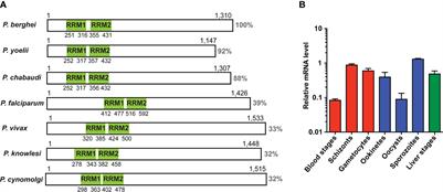 Pleiotropic Roles for the Plasmodium berghei RNA Binding Protein UIS12 in Transmission and Oocyst Maturation